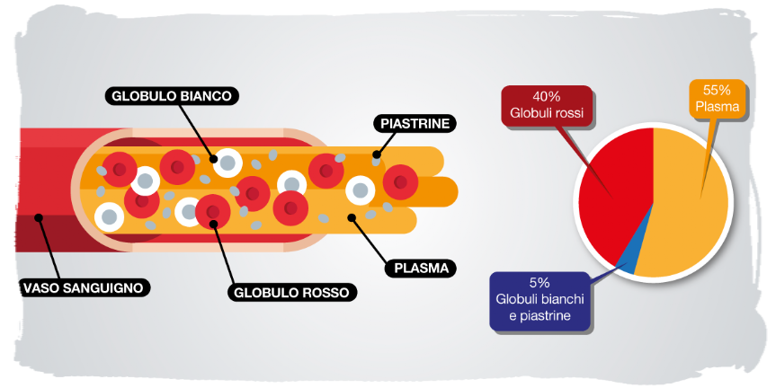 Composizione del sangue